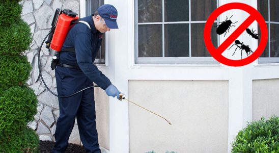 Yığılca Karınca İlaçlama böcek ilaçlama ve haşere kontrolü — ilaclama-tr.com